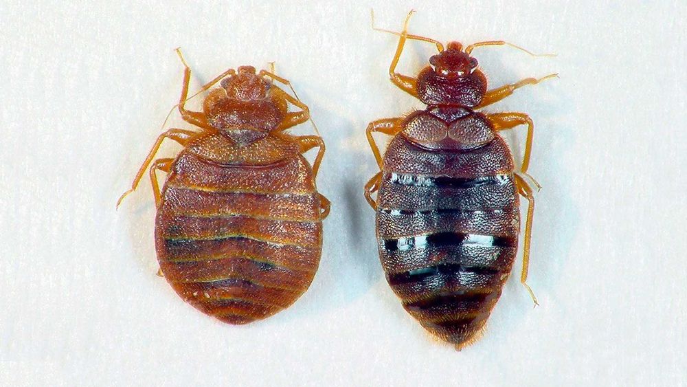 | Уничтожение клопов и тараканов | Сертифицировано | Круглосуточно |