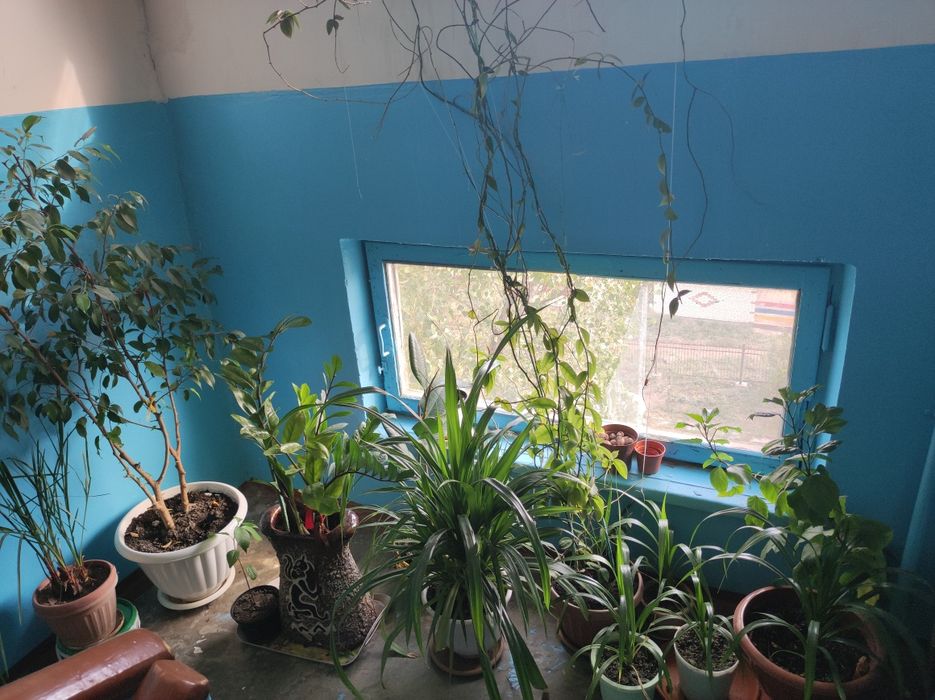 Комнатные растения