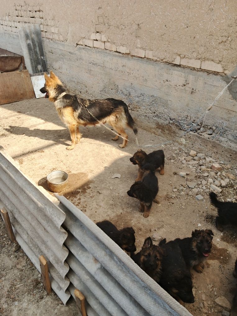 Кучук болалари сотилади