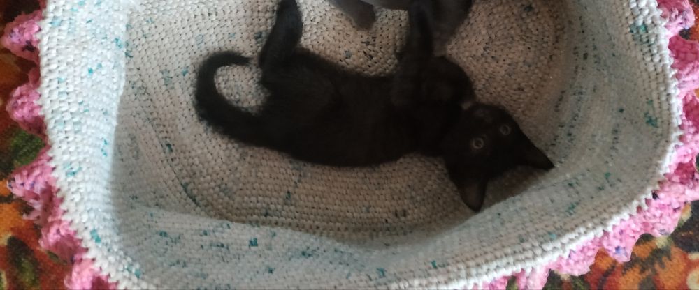 Мысык баласын тегин беремин. Шиели