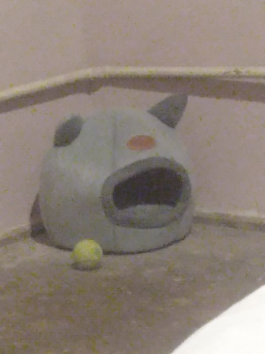 Зотли мушукчала  она бола кизла