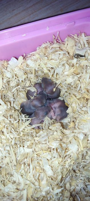 Donez hamsteri pui și adulți