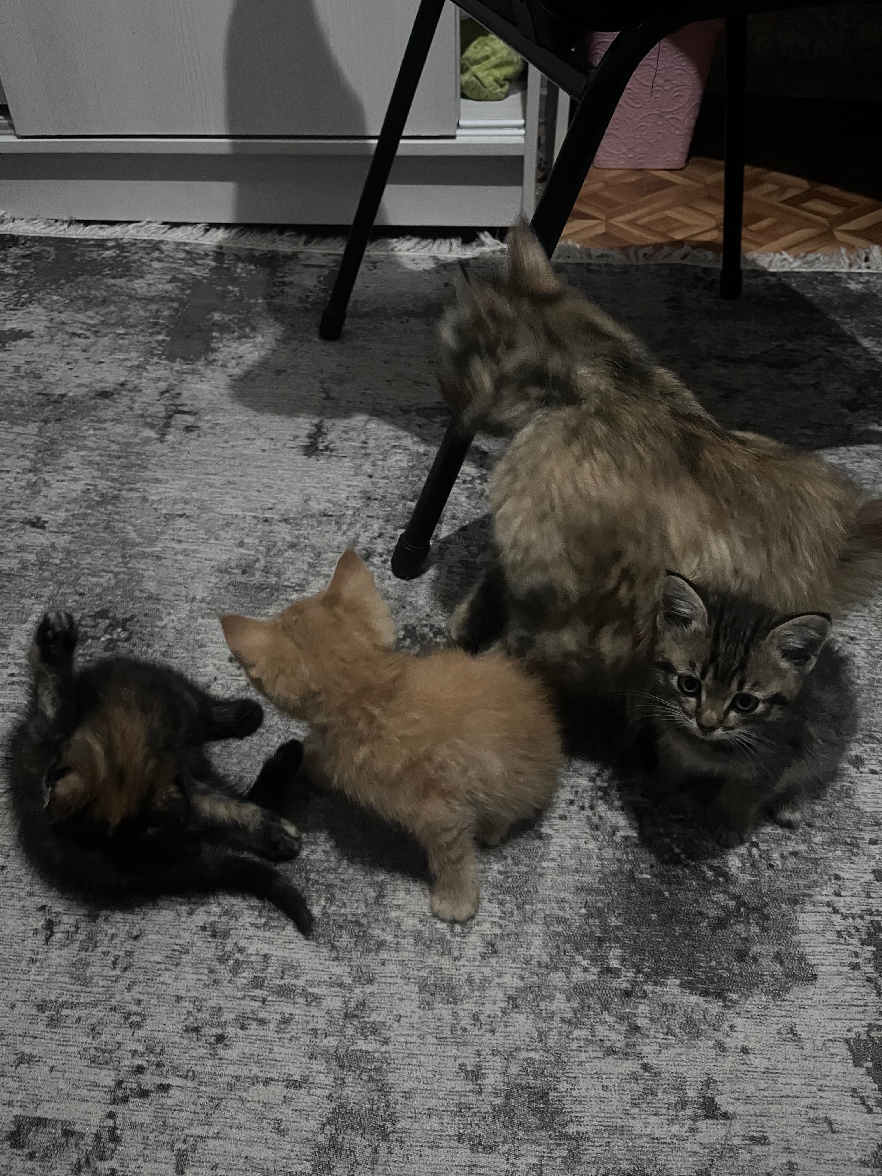 КОТЯТА, заберите пожалуйста
