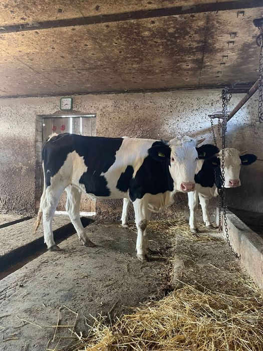 Vând vițele gemelare