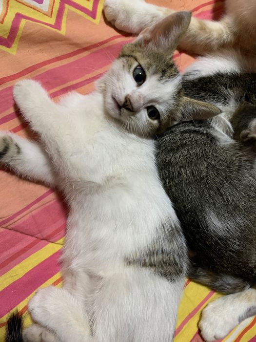 Pisicuțe caută casă nouă
