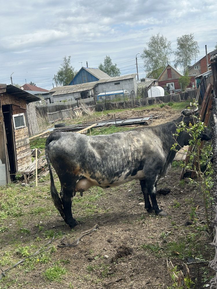 Продам дойную корову