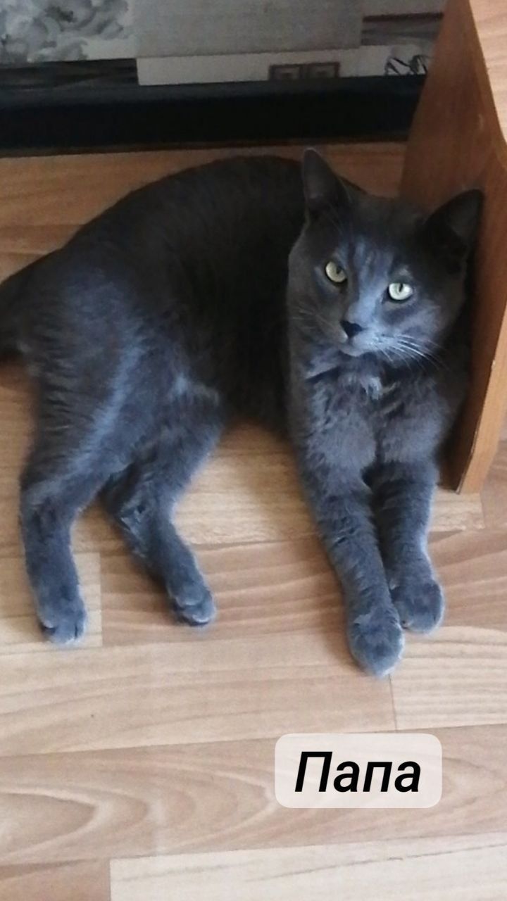 Отдам котят породистых
