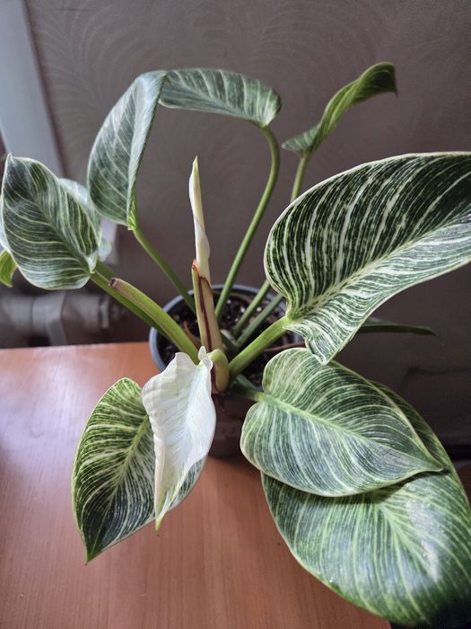 Продам комнатные цветы