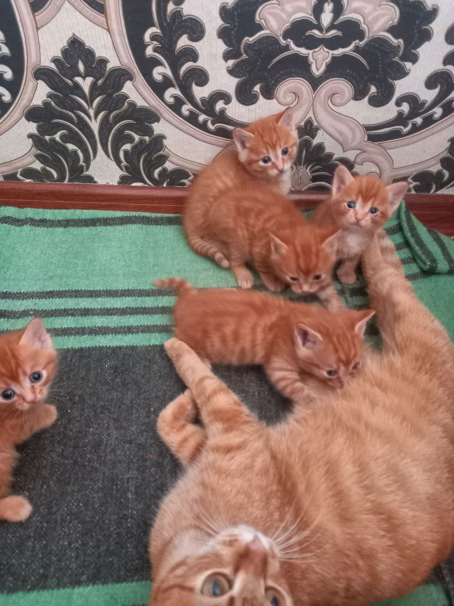 Котятки- милашки