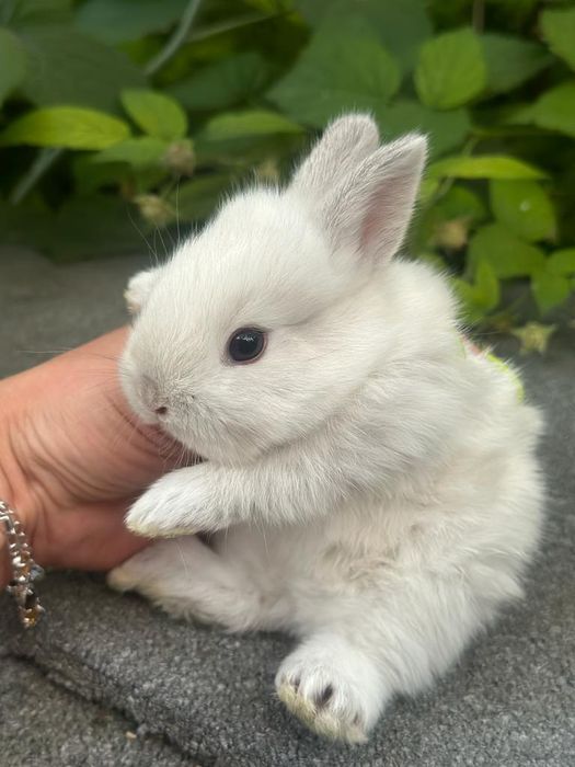 Кролики декоративные карликовые