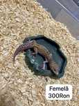 Soparla Gecko Leopard
