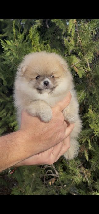 Померан померани