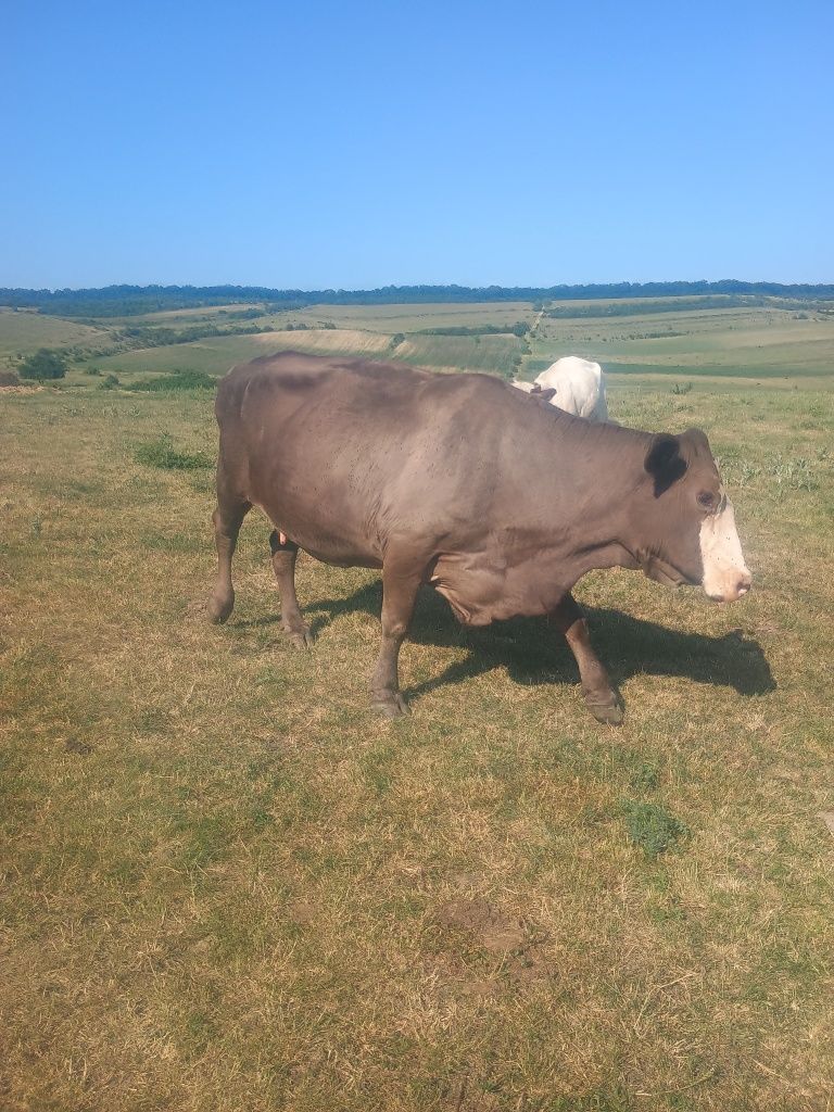 Vând două vaci pentru tăiere