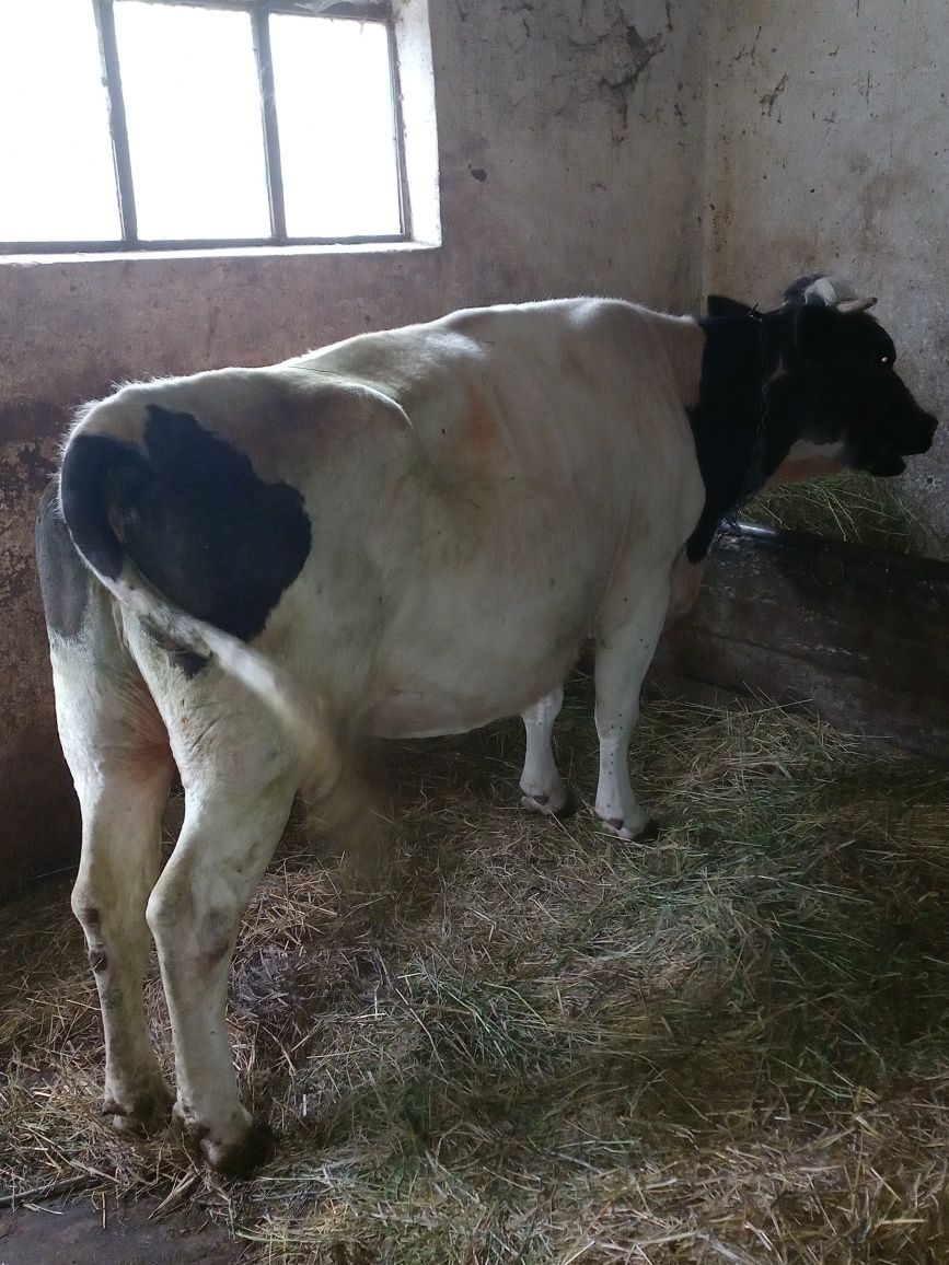 Vaca gestantă de 8 luni