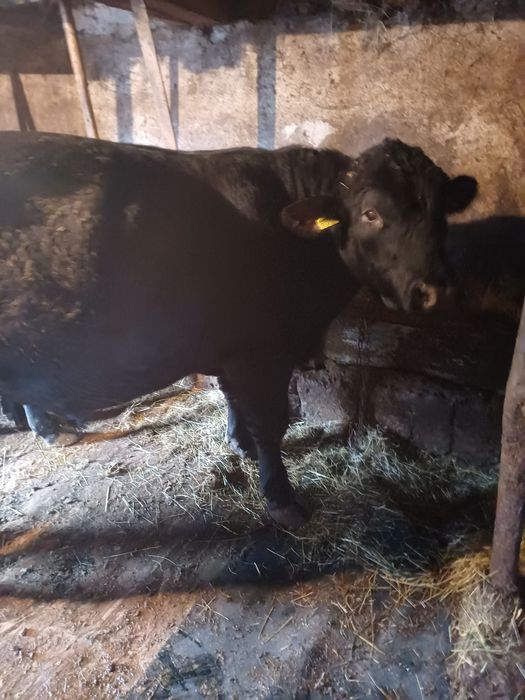 Doi tauri de vanzare