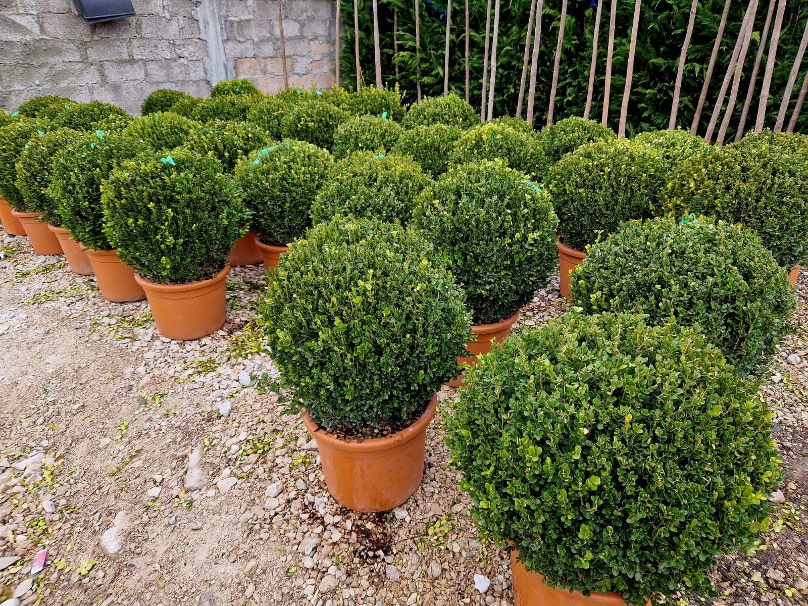 Spirală. bambus. Buxus.