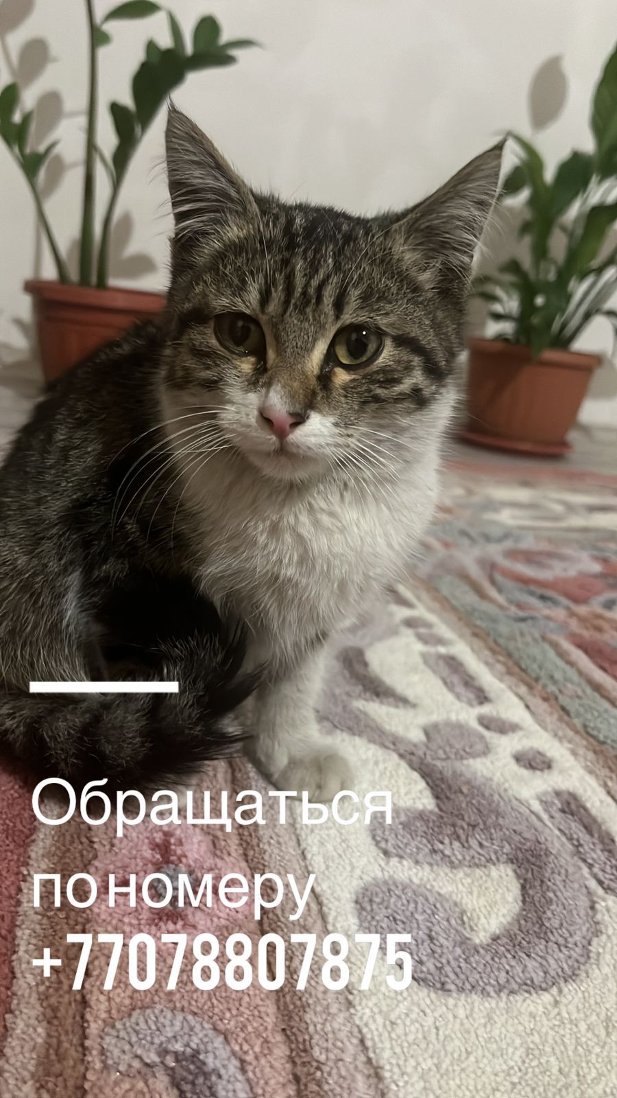 Котенок отдам в хороший руки