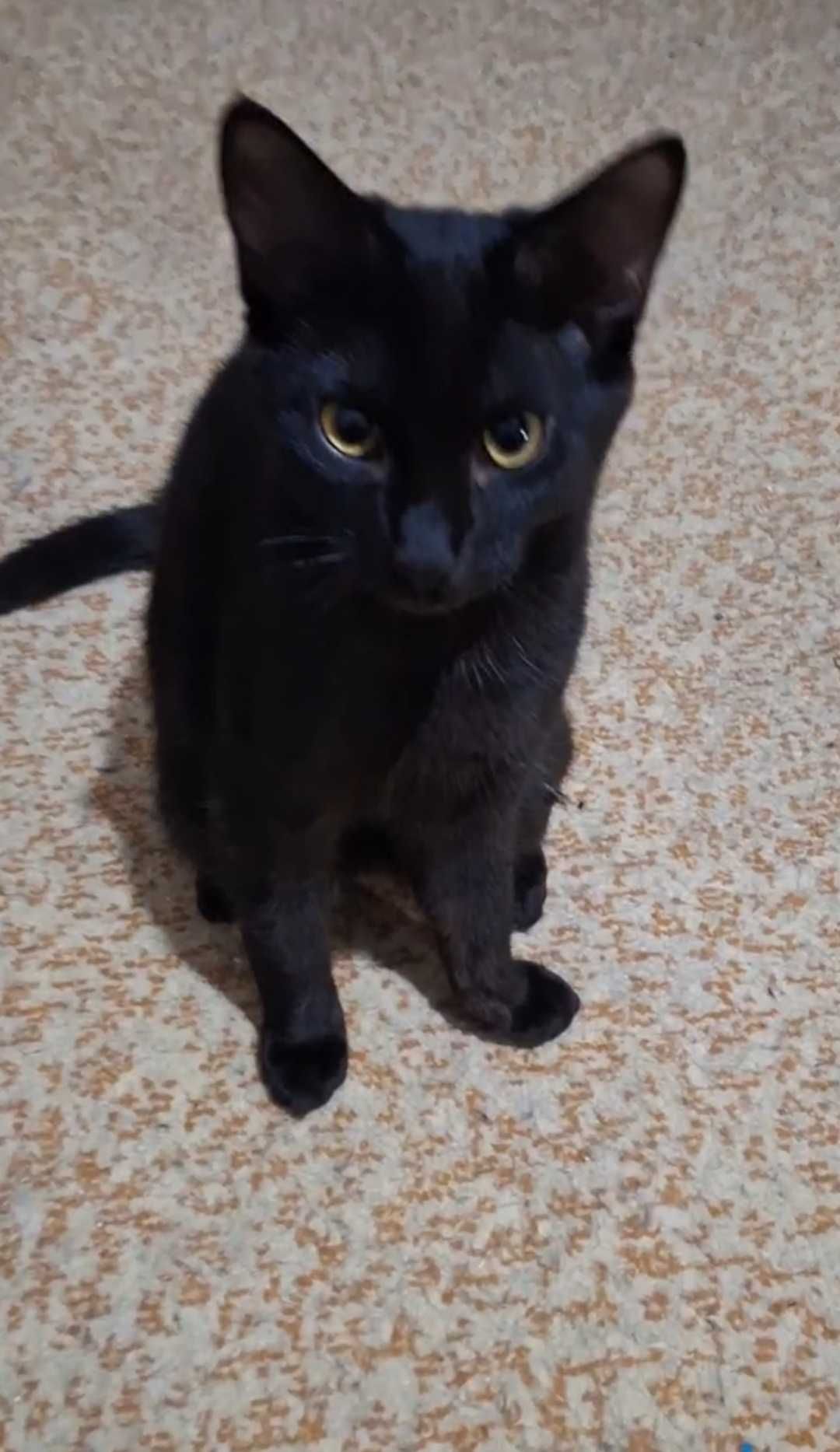 Black cat  - (1 год, привита, паспорт, лоток+).