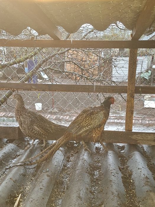 Vând o pereche de fazani