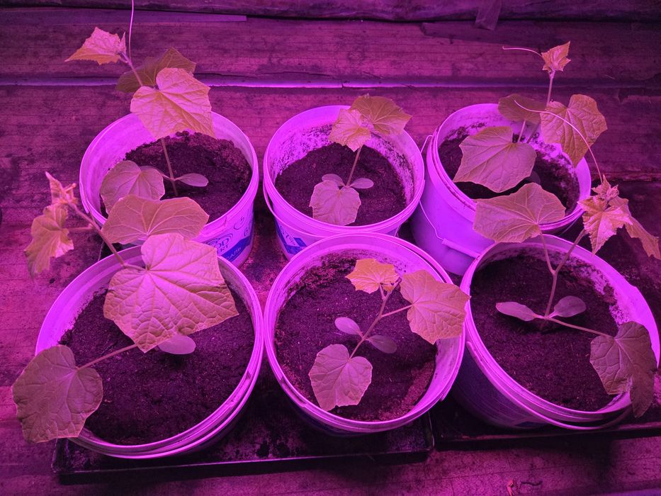 Фитолампа для растений