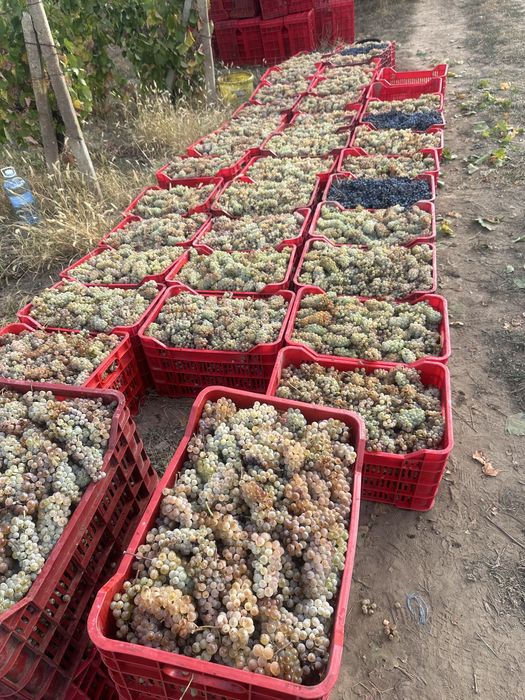 Strugurii de vin!