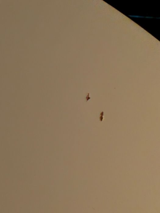 Masă rotundă pliabilă pentru evenimente, diametru 150 cm