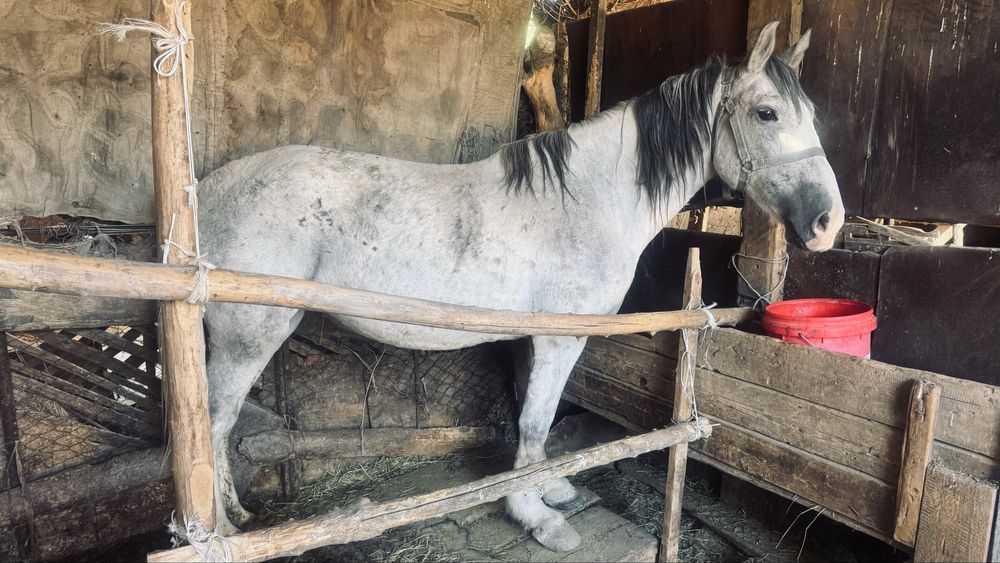 Согым 6жасар Бие