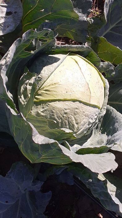 Vând varză de buzău