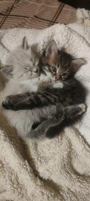 Отдам котят в хорошие руки