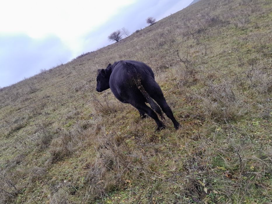 Tauras de angus negru