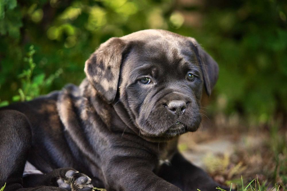 Кученца Кане Корсо Куче Cane Corso