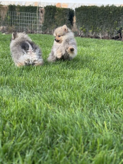 Померани на 3 месеца