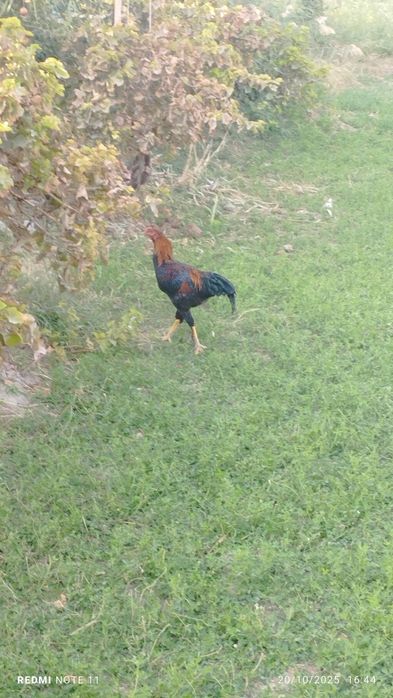 Kulangi xoʻrozlar sotiladi 6-7 oylik