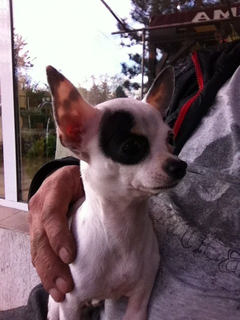 Продавам чихуахуа - момче и момиче