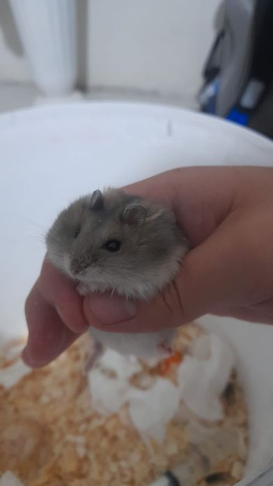 Хомяк домашний с принадлежностями