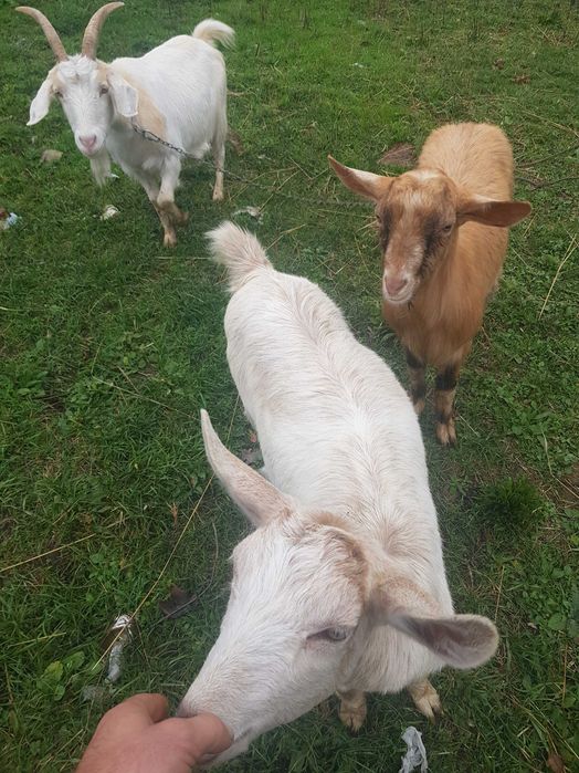 Animale domestice capre