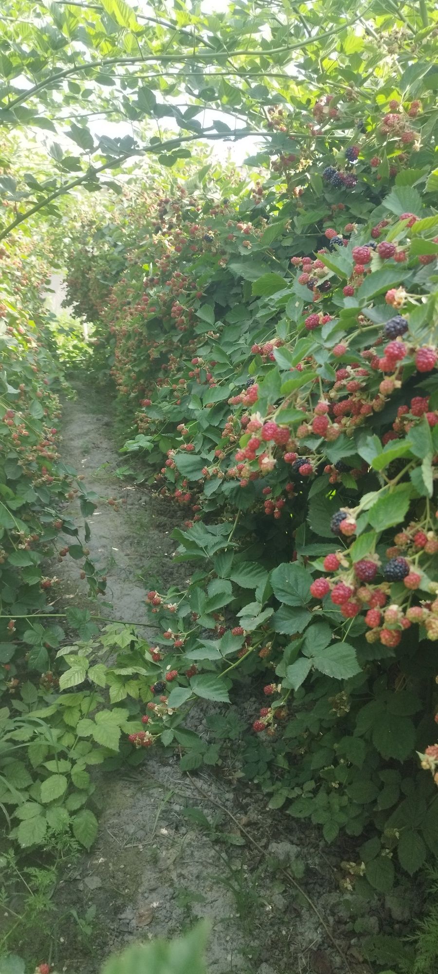 Ежевика кучатлари