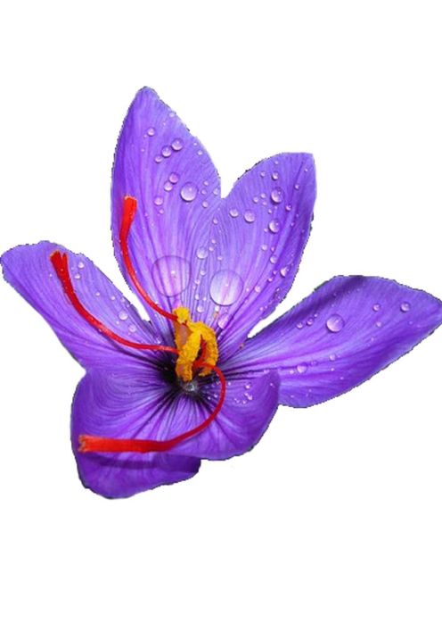 Био Шафран Клас 1