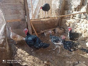 Продаются индюки и гуси домашние