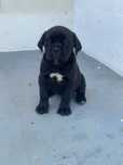 Femela cane corso