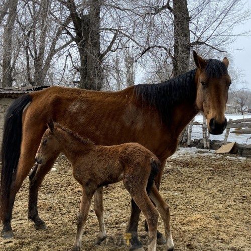 Сатамын 8 жасар бие құлынымен. 1 жасар еркек жабағы.