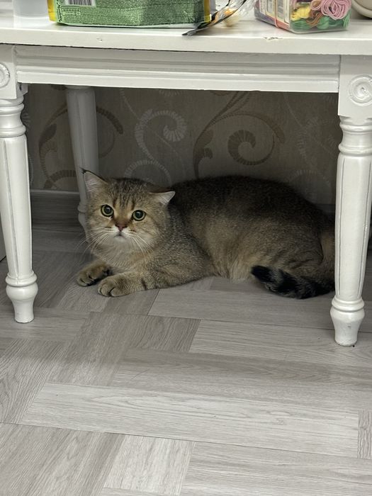 Erkak mushuk, British shorthair