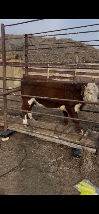 Акбас еркек племнной бұзаулар сатылады бұқалыққа