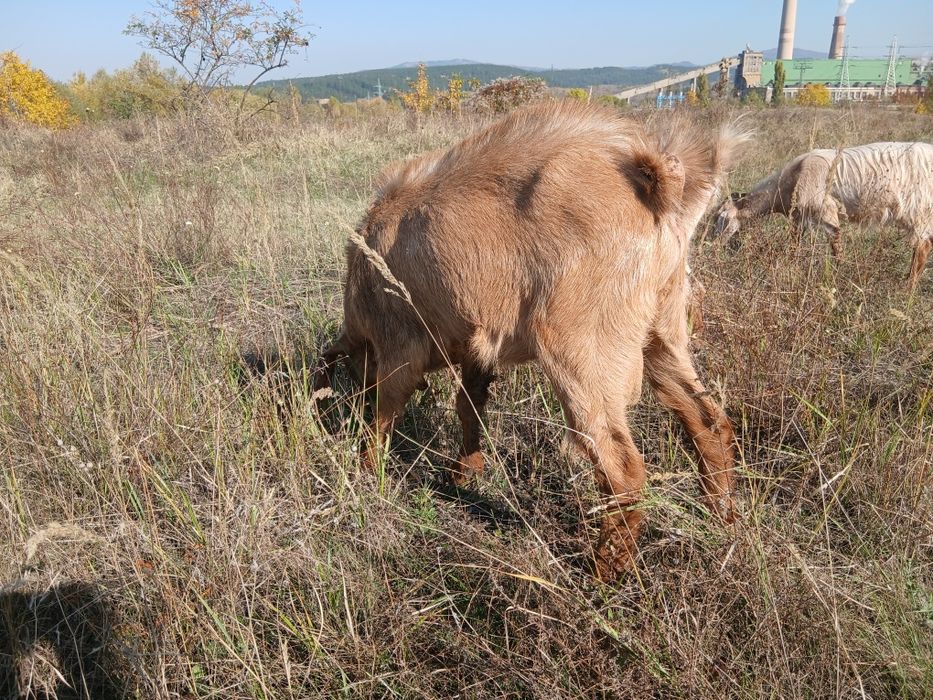 Пръч козел много активен.