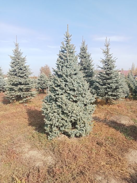 Голубые ёлки крупномер