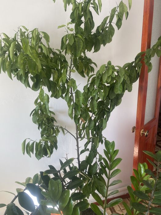 Продам цветы, лимон