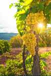 Struguri de vin productie proprie 2025
