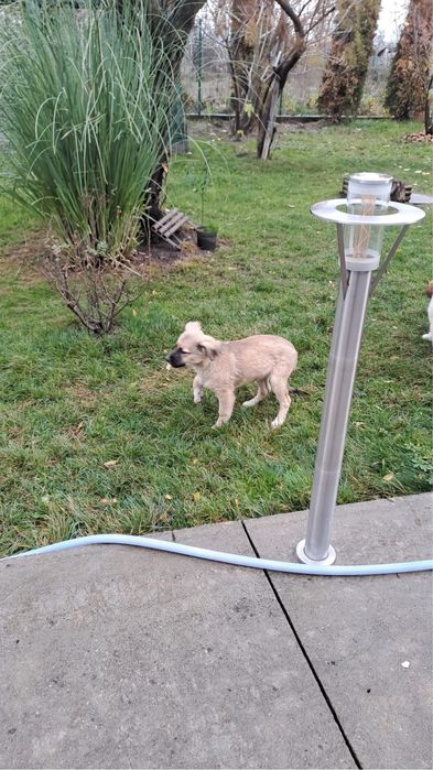 Donez caini vaccinati