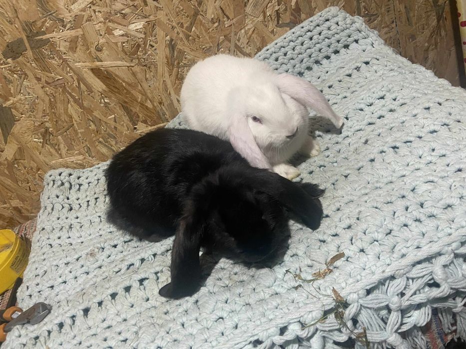 Tineret berbec german