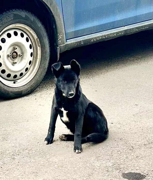 Щенок в добрые руки